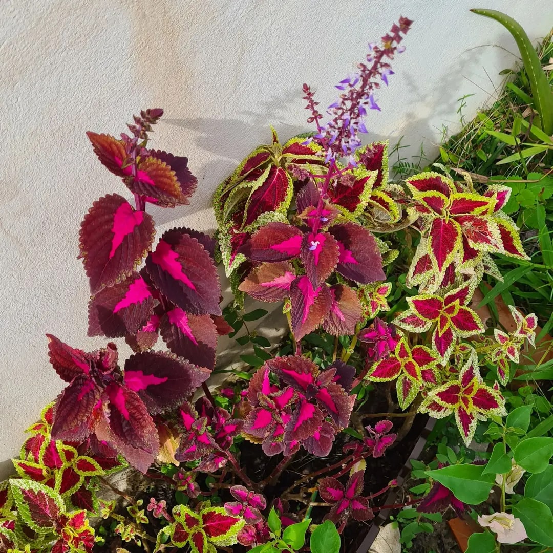 Coleus Flower Seeds for Planting – Heirloom, Non-GMO, High Germination Organic Garden Seeds