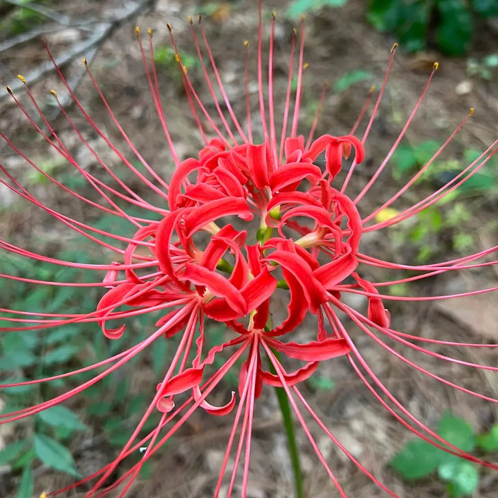 Lycoris Radiata Flower Seeds for Planting – Heirloom Non-GMO Cut Flower, High Germination Seeds