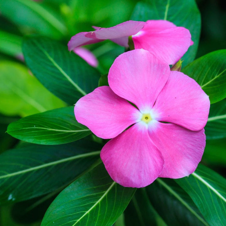 Periwinkle Flower Seeds for Planting – Heirloom, Non-GMO, High Germination Organic Garden Seeds