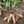 Yacon Vegetable Seeds for Planting - Heirloom & Non-GMO Root Vegetable Seeds