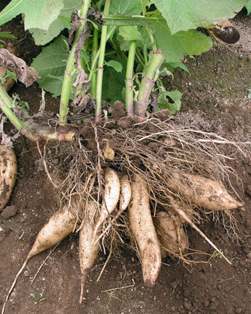 Yacon Vegetable Seeds for Planting - Heirloom & Non-GMO Root Vegetable Seeds