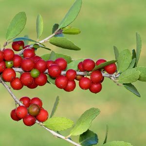 Flower Seeds, Seeds,Seeds For Planting,Plant Seeds