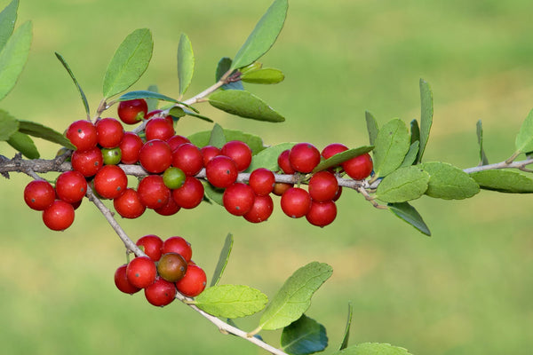 Flower Seeds, Seeds,Seeds For Planting,Plant Seeds
