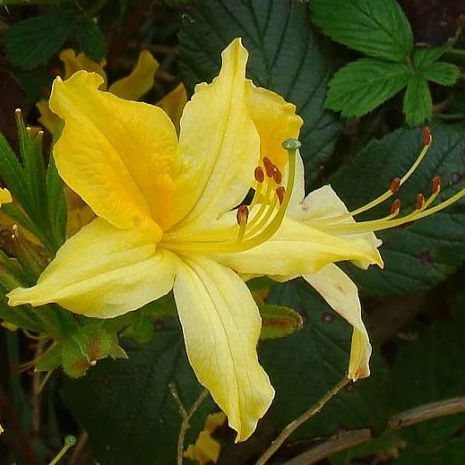 Yellow Azalea Flower Seeds for Planting – Long Bloom Season, Heirloom, Non-GMO, High Germination Organic Garden Seeds