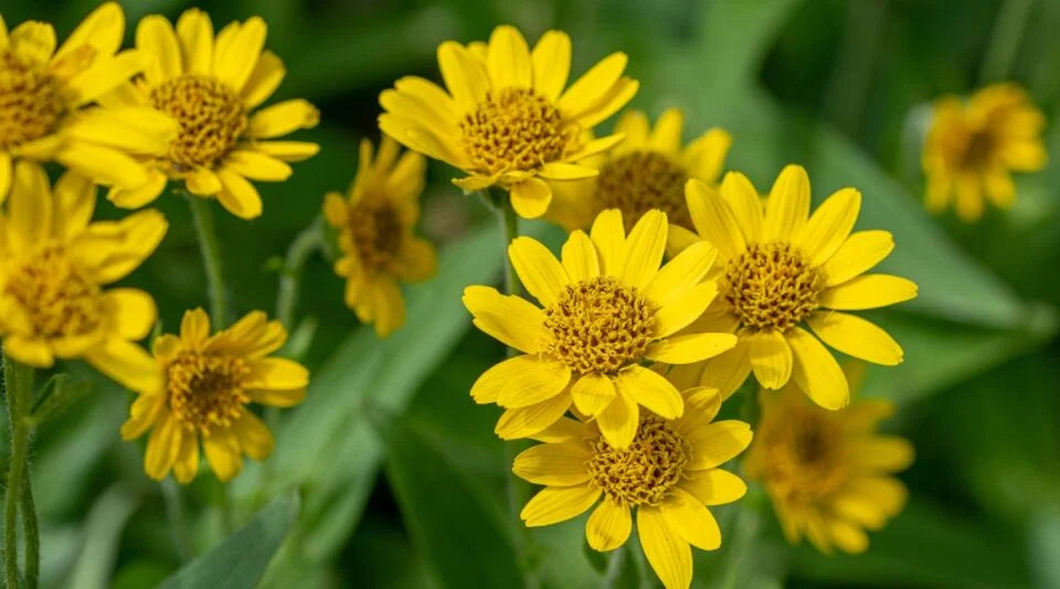 Arnica Montana Herb Seeds for Planting – Heirloom, Non-GMO, Organic Garden Seeds with High Germination Rate