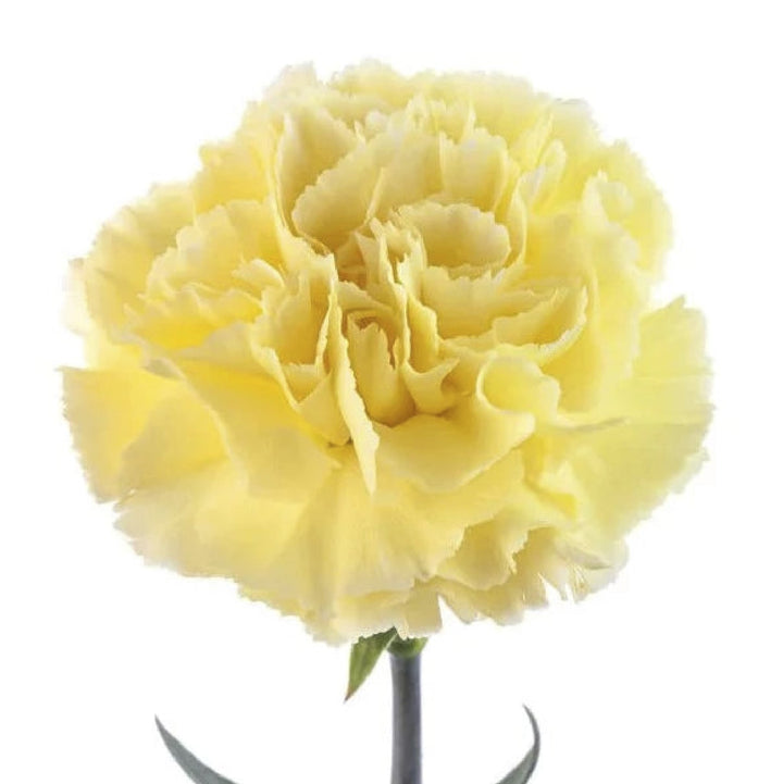 Light Yellow Carnation Flower seeds for Planting – Cut Flower Favorite, Heirloom, Non-GMO Home Garden