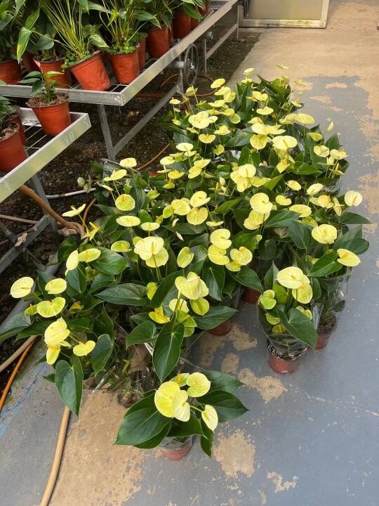 Light Yellow Anthurium Linden Flower Seeds for Planting – Heirloom, Non-GMO, High Germination Seeds
