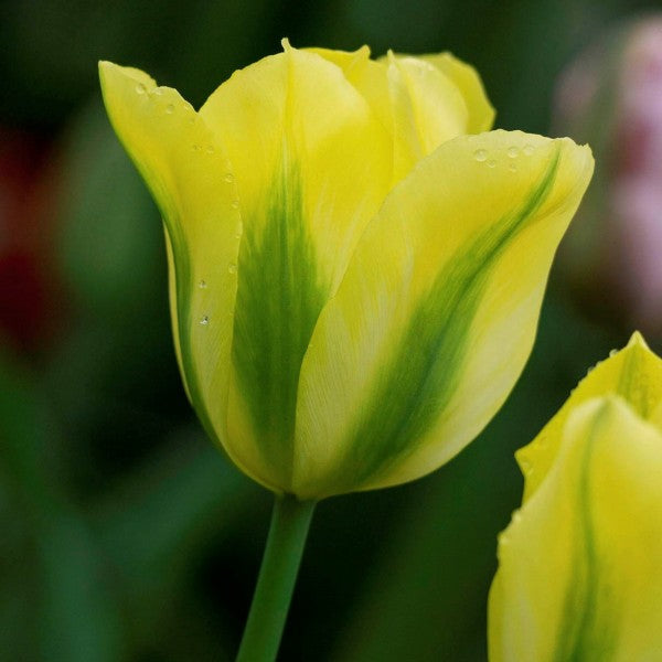 Yellow Green Tulip Flower Seeds for Planting – Hardy Variety, Heirloom & GMO Free Seeds for Home Garden
