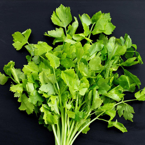 Utah Celery Seeds for Planting – Heirloom, Non-GMO, High Germination Organic Garden Seeds for Crisp, Refreshing Stalks