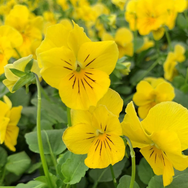 Flower Seeds, Seeds,Seeds For Planting,Plant Seeds