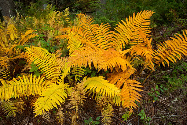 Yellow Fern Pteridophyta Seeds for Planting – Heirloom, Non-GMO, High Germination Organic Garden Seeds, Low Maintenance