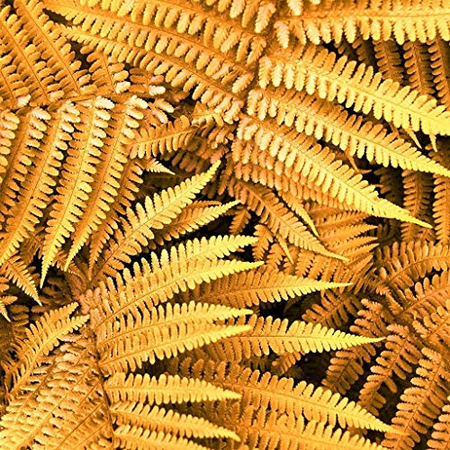 Yellow Fern Pteridophyta Seeds for Planting – Heirloom, Non-GMO, High Germination Organic Garden Seeds, Low Maintenance