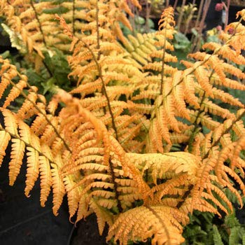 Yellow Fern Pteridophyta Seeds for Planting – Heirloom, Non-GMO, High Germination Organic Garden Seeds, Low Maintenance