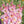 Yellow Light Pink Gladiolus Flower Seeds for Planting – Heirloom, Non-GMO, High Germination Organic Garden Seeds, Fragrant Blooms