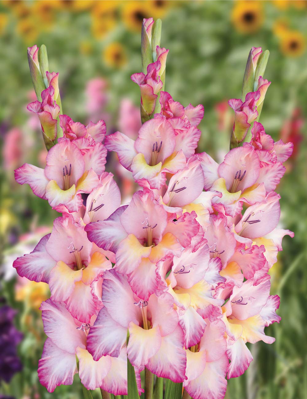 Yellow Light Pink Gladiolus Flower Seeds for Planting – Heirloom, Non-GMO, High Germination Organic Garden Seeds, Fragrant Blooms