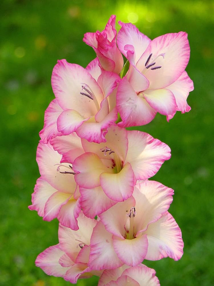 Yellow Light Pink Gladiolus Flower Seeds for Planting – Heirloom, Non-GMO, High Germination Organic Garden Seeds, Fragrant Blooms