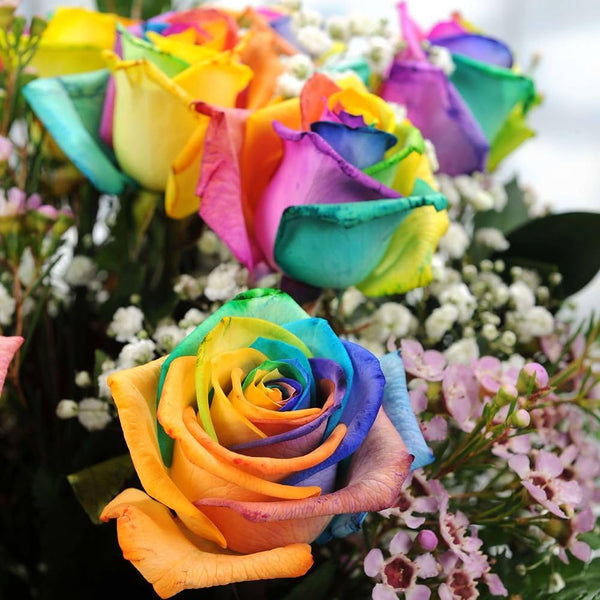Yellow Rainbow Rose Flower Seeds for Planting – Heirloom, Non-GMO, High Germination Organic Garden Seeds – Easy to Grow