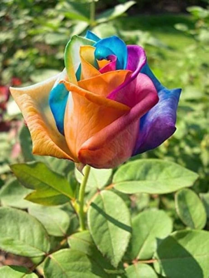Yellow Rainbow Rose Flower Seeds for Planting – Heirloom, Non-GMO, High Germination Organic Garden Seeds – Easy to Grow