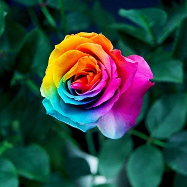 Yellow Rainbow Rose Flower Seeds for Planting – Heirloom, Non-GMO, High Germination Organic Garden Seeds – Easy to Grow