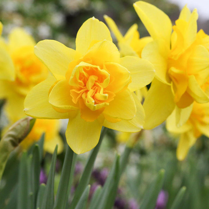 Thick Yellow Narcissus Flower Seeds for Planting – Heirloom Non-GMO, High Germination Organic Garden Seeds