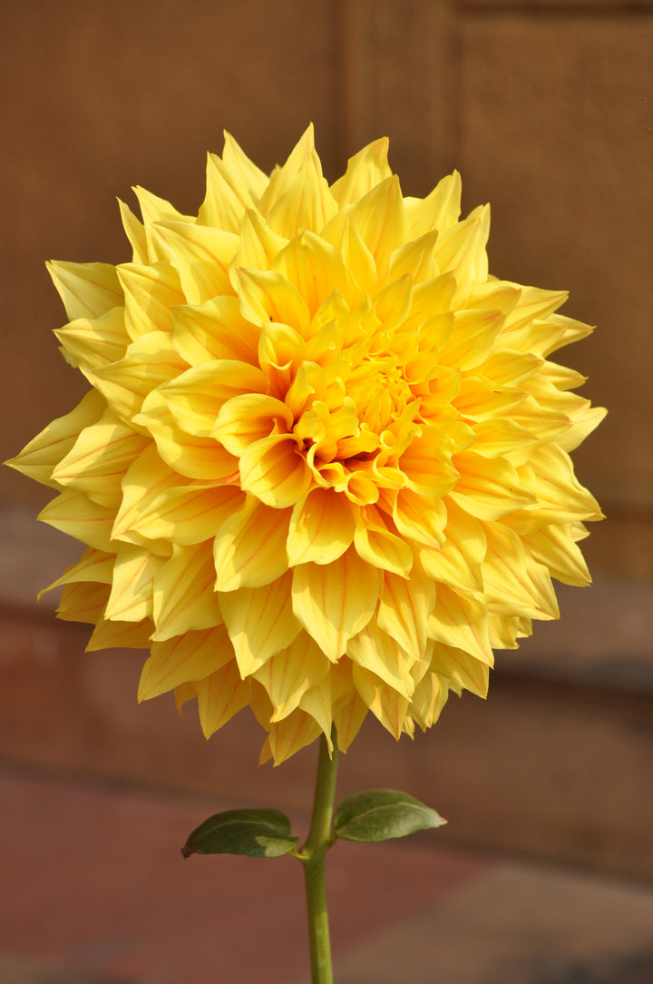 Yellow Dahlia Flower Seeds for Planting – Heirloom Non-GMO Organic Garden Seeds, High Germination