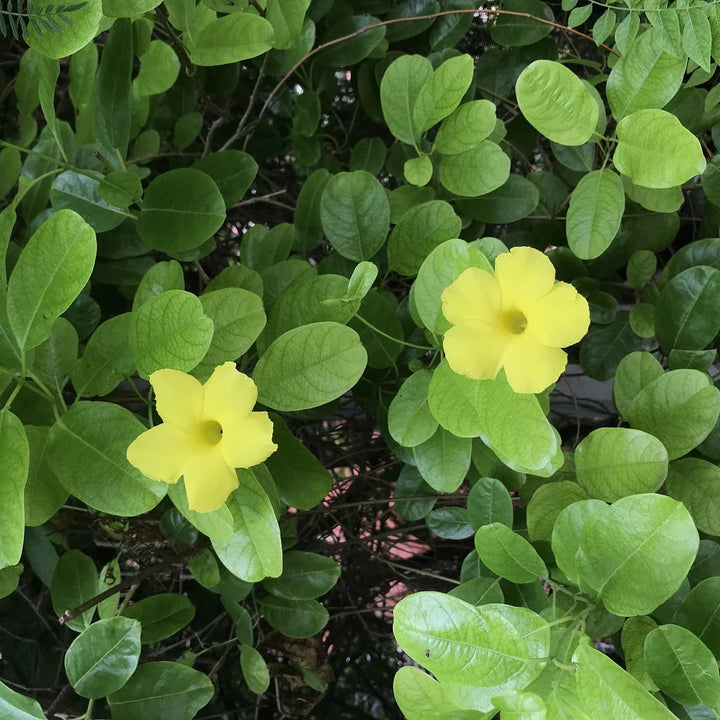 Yellow Mandevilla Flower Seeds for Planting – Cottage Garden Essential, Heirloom &amp; Non-GMO Seeds