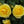 Yellow Sunblaze Miniature Rose Seeds for Planting - Non-GMO, Heirloom, High Germination Organic Garden Seeds