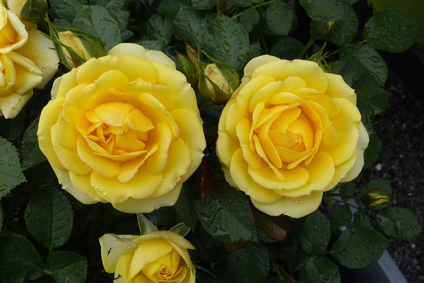 Yellow Sunblaze Miniature Rose Seeds for Planting - Non-GMO, Heirloom, High Germination Organic Garden Seeds