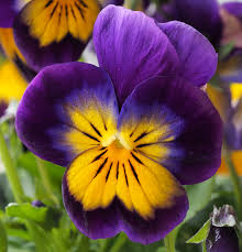 Yellow Violet Pansy Flower Seeds for Planting - Heirloom, Non-GMO, High Germination Organic Garden Seeds Mix