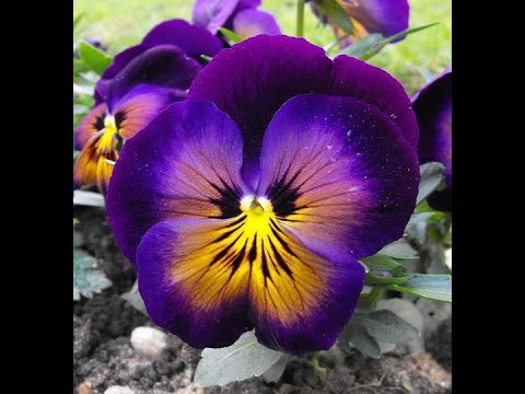 Yellow Violet Pansy Flower Seeds for Planting - Heirloom, Non-GMO, High Germination Organic Garden Seeds Mix