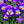 Yellow Violet Pansy Flower Seeds for Planting - Heirloom, Non-GMO, High Germination Organic Garden Seeds Mix