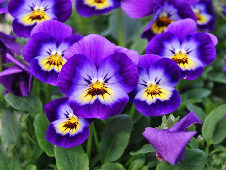 Yellow Violet Pansy Flower Seeds for Planting - Heirloom, Non-GMO, High Germination Organic Garden Seeds Mix