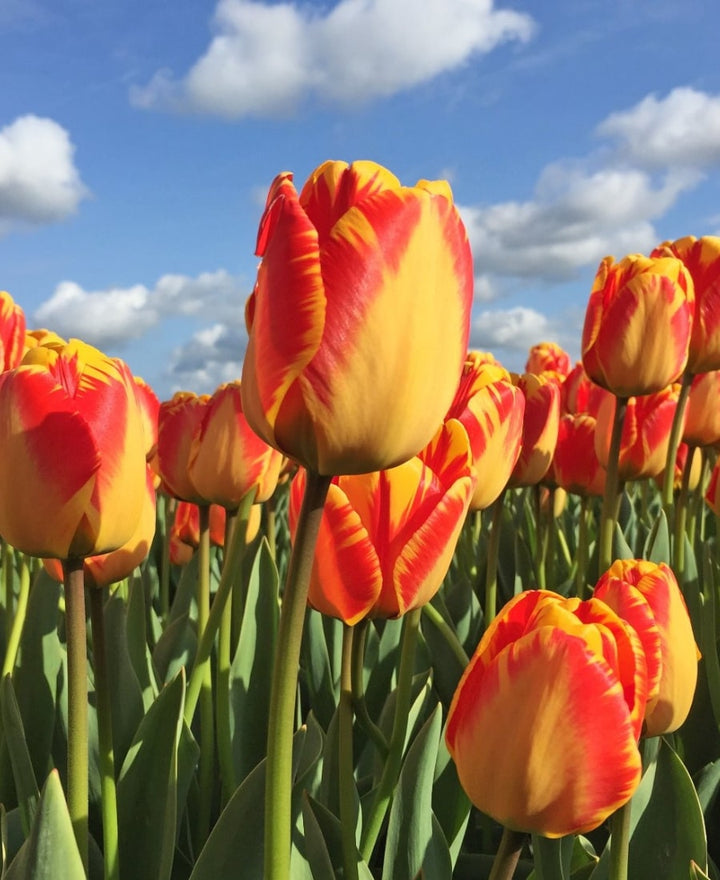 Orange Red Tulip Flower Seeds for Planting – Heirloom Non-GMO Organic Garden Seeds – Bright Blooms, High Germination