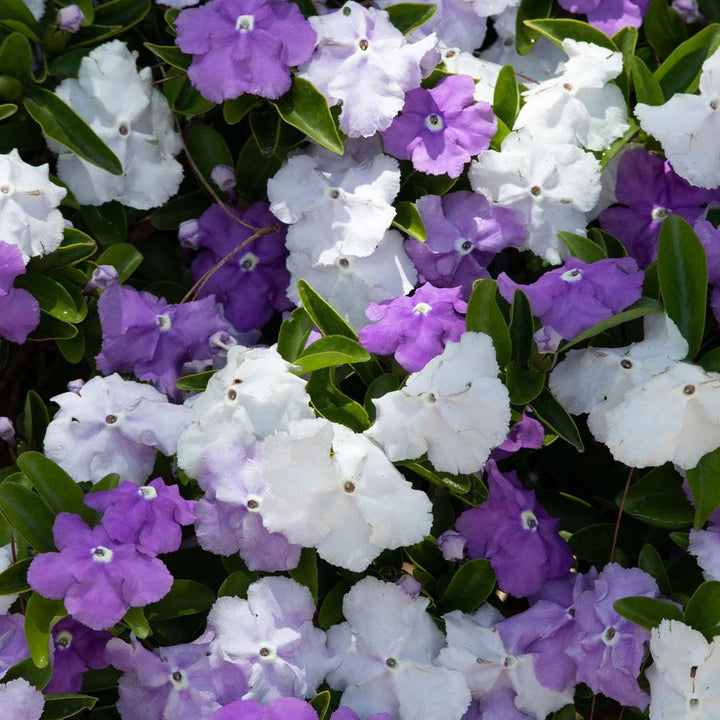 Flower Seeds, Seeds,Seeds For Planting,Plant Seeds