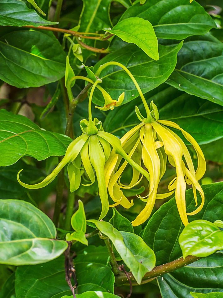 Cananga Odorata Flower Seeds for Planting – Heirloom Non-GMO, High Germination Organic Garden Seeds