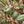 Yucca Elata plant seeds for planting - Heirloom & Non-GMO Garden seeds, hardy ornamental for dry areas