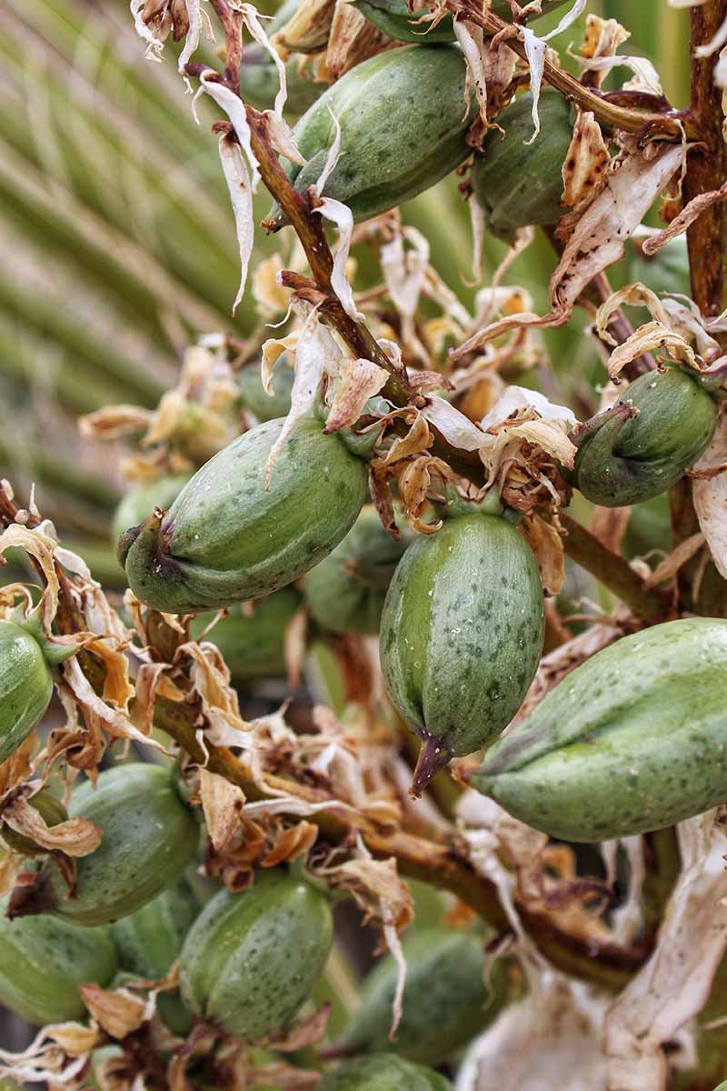 Yucca Elata plant seeds for planting - Heirloom & Non-GMO Garden seeds, hardy ornamental for dry areas