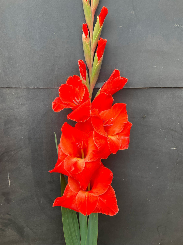 Dark Orange Gladiolus Flower Seeds for Planting – Pollinator Friendly, Heirloom &amp; Non-GMO Seeds for Home Garden