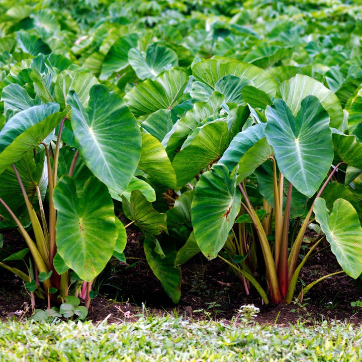 Green Giant Taro Seeds for Planting – Heirloom, Non-GMO, Tropical Edible Root Crop – High Germination
