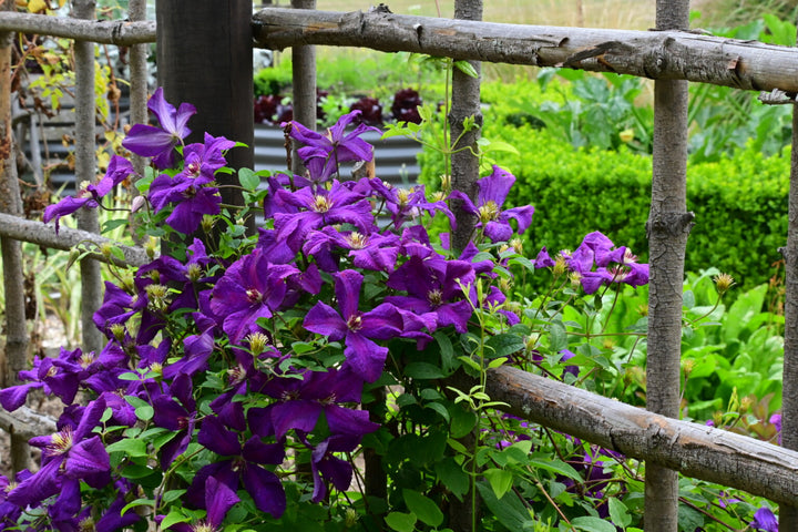Violet Viticella Flower Seeds for Planting – Heirloom Non-GMO, High Germination Organic Garden Seeds