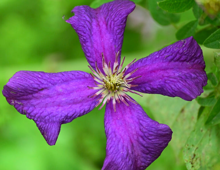 Violet Viticella Flower Seeds for Planting – Heirloom Non-GMO, High Germination Organic Garden Seeds