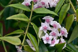 Hoya Bella Flower Seeds for Planting – Shade Tolerant, Heirloom & Non-GMO Garden Seeds, 100pcs