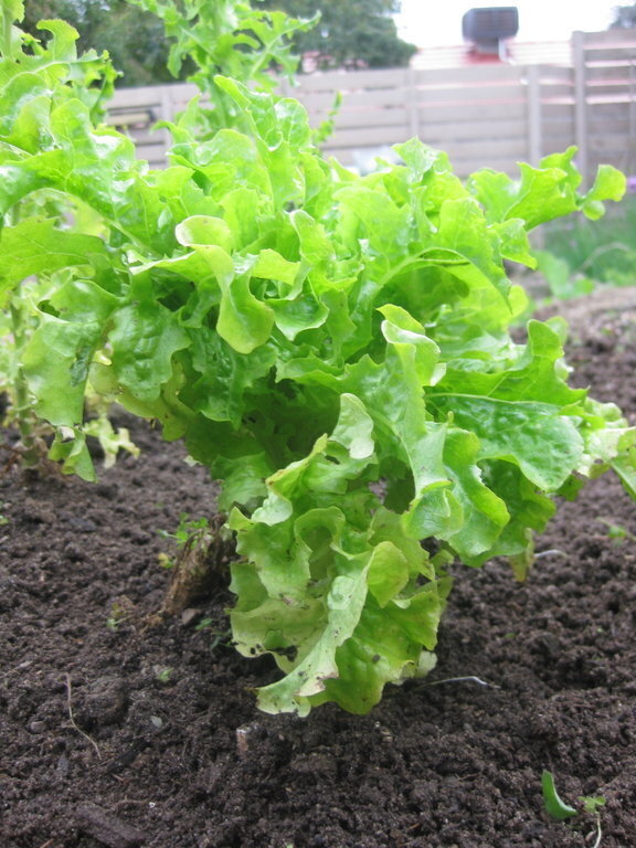 Salad Bowl Lettuce Seeds for Planting – Heirloom, Non-GMO, Tender Leafy Green – High Germination