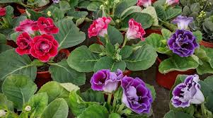 Gloxinia Mixed Flower Seeds for Planting – Cut Flower Favorite, Heirloom, Non-GMO, High Germination