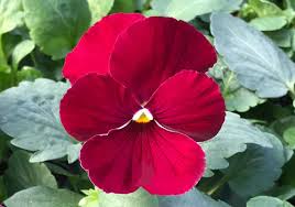 Pansy Rose Plant Seeds for Planting – Heirloom, Non-GMO, Organic Garden Seeds with High Germination for Home & Outdoor Growing