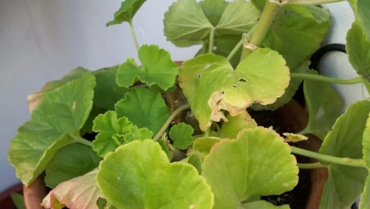 Light Green Aquilegia Flower Seeds for Planting – Easy-Grow Heirloom, Non-GMO, High Germination Seeds