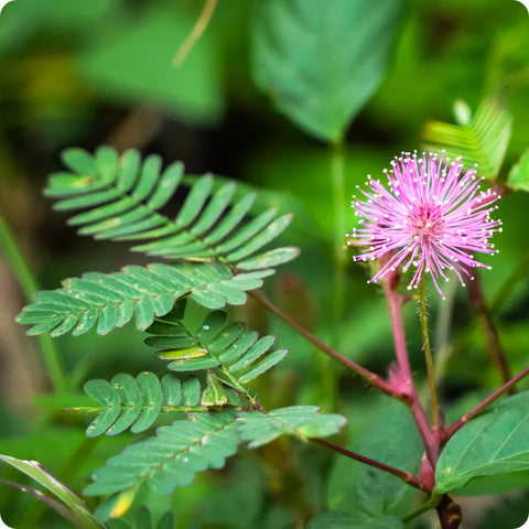 Flower Seeds, Seeds,Seeds For Planting,Plant Seeds
