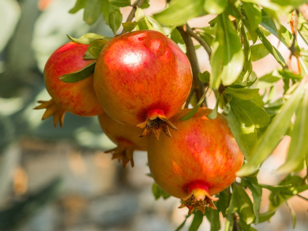 Orange Pomegranate Fruit Seeds for Planting – Heirloom Non-GMO, High Germination Organic Garden Seeds