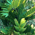 Green Zamia Furfuracea Flower Seeds for Planting – Heirloom, Non-GMO, High Germination Organic Garden Seeds