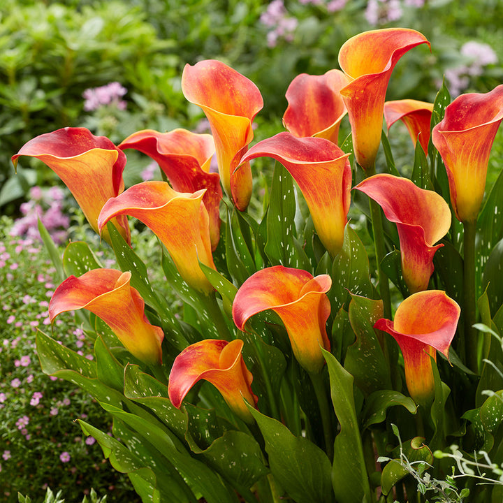 Calla Red Yellow Flower Seeds for Planting – Heirloom Non-GMO, High Germination Organic Garden Seeds